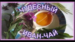 Уникальный ,полезный и очень вкусный _ИВАН ЧАЙ_( из архива)
