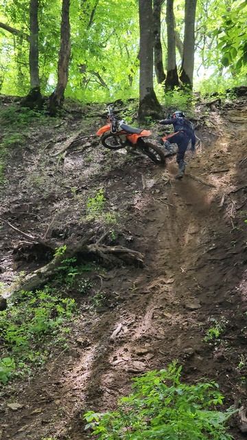 мамайский лес