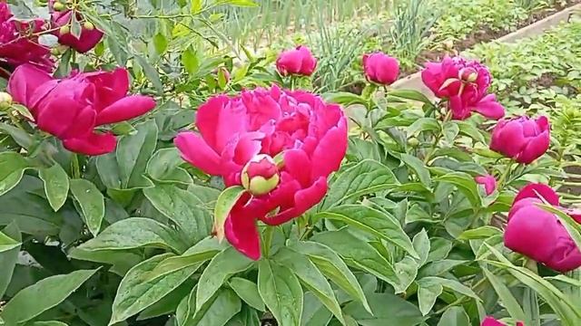 НЕ рыбалка,🐟 так ЛЕБЕДИ🦢😁/Пора формировать огурцы,