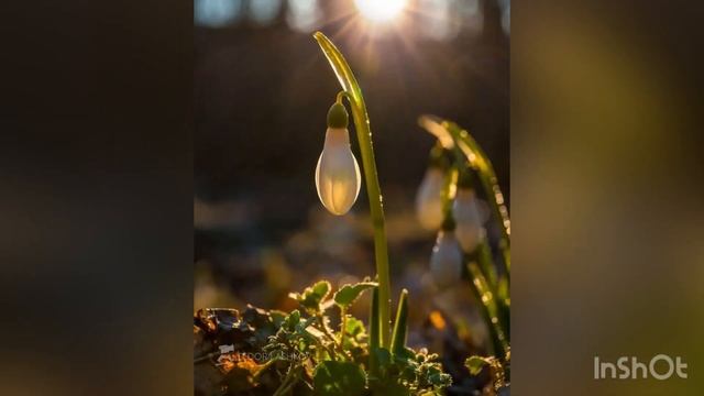 O Sole mio Солнышко мое Никульшин Тихон смотреть онлайн