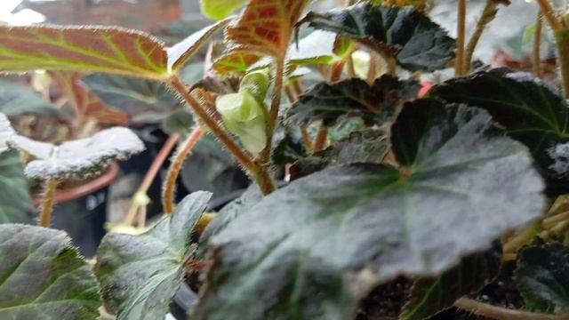 Бегония Шардоне (Begonia Chardonnay)