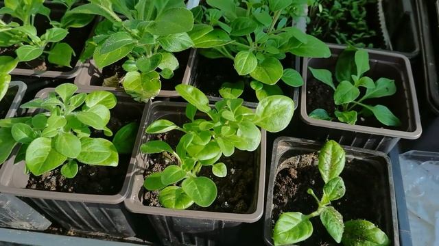 Что осталось из рассады дома 15 апреля 2025 г.