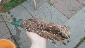 Как я сажала плетистую розу Амадеус!!!🌹 (первая часть)