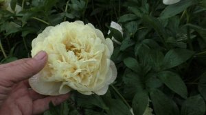 сеянец лемон шифон