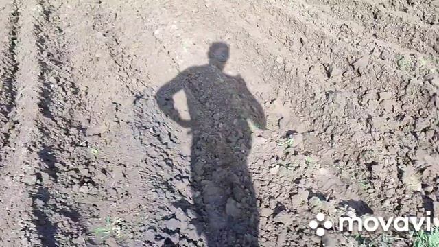 Посадка картошки под мотоблок