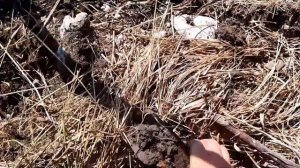 Quest X10 IDmaxX коп метала