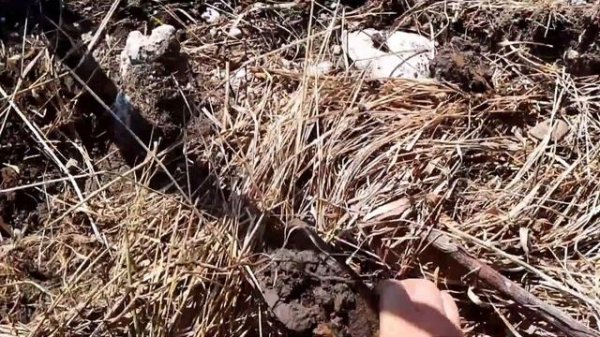 Quest X10 IDmaxX коп метала