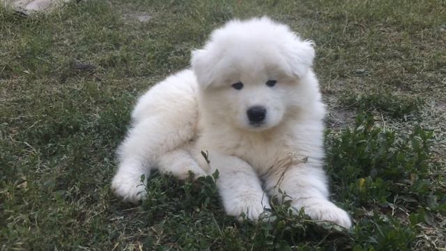 серьезный самоедский мальчик чёрная лента