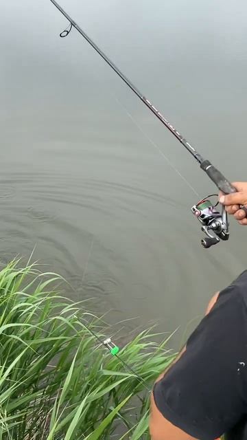 Он не ожидал такого улова.. #рыбалка #fishing #nature #красотыприроды #рыба #лето #вечер смотреть онлайн