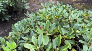 Что делать с рододендроном?чем лечить ,от каких вредит