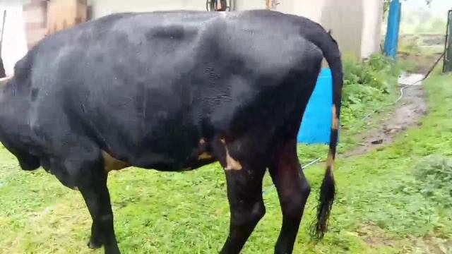 Телка смотреть онлайн