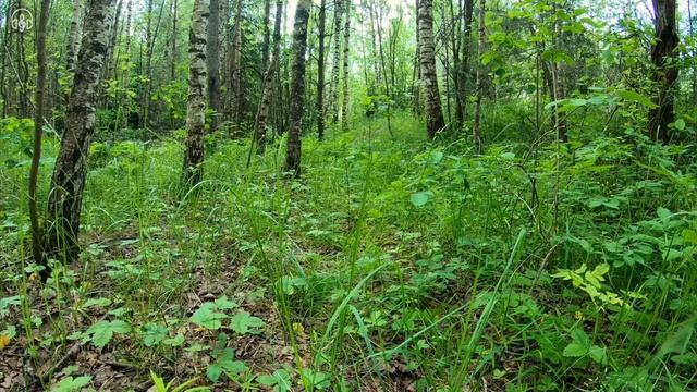 Марафон Природы 4 день. смотреть онлайн