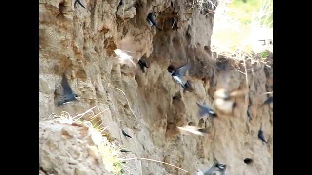 Ласточки. Снято камерой Nikon Coolpix L830 с функцией замедлен