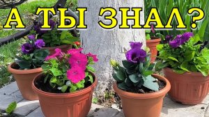 ЦВЕТНИК  в ИЮНЕ: наши действия💪💪💪