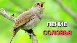 Пение соловья. Лучшая песня птиц в мире