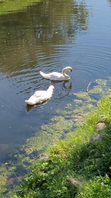 Соколиный двор в Коломенском #shorts смотреть онлайн