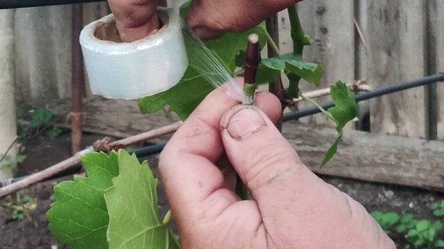 Прививка винограда чёрным в зелёное, а также как сохранить привитый сорт от заморозков