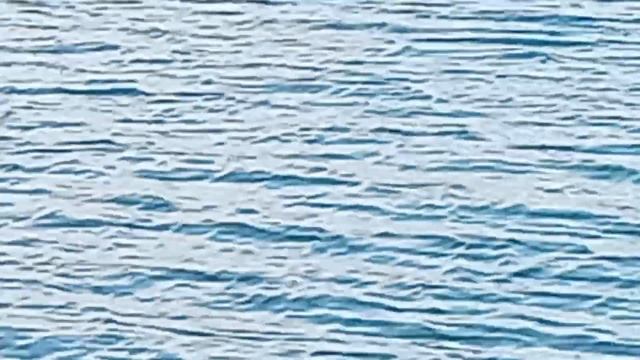 АХ, БЕЛЫЙ ЛЕБЕДЬ...