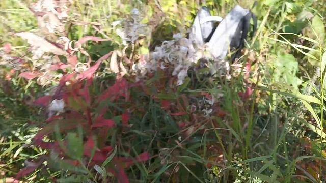 Много шиповника в заказнике