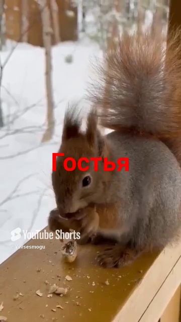 #Shorts   #Лес  #Гостья