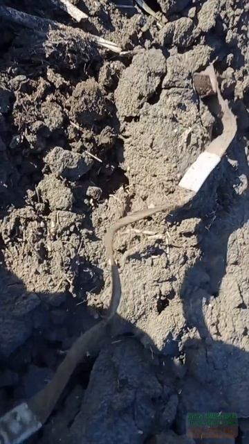 Не самая частая находка) #коп #questx5 #находки #shorts смотреть онлайн