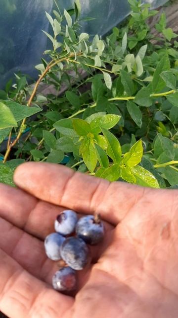 голубика Barton Plus.