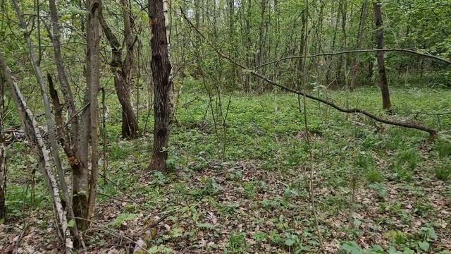 Строчки прут со всех сторон! Грибник в шоке! #тихаяохота #грибалка #грибы2025 #лес #природа