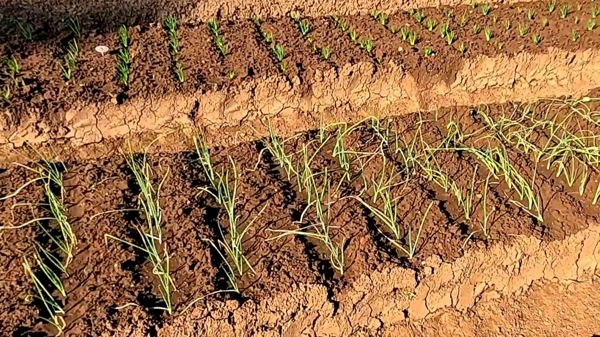 Спасаем посадки лука от жары и восстанавливаем почву!! смотреть онлайн