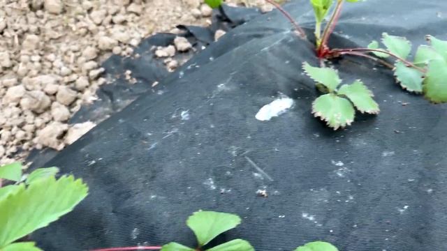 Полив огорода Крепеж инвентаря Вечер на даче