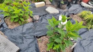 Гортензия в открытом грунте на Урале, дождемся ли цвет