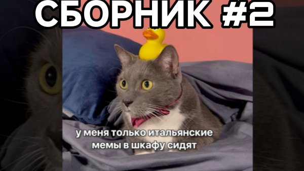 Сборник Шортсов #2 - Континет Школа Котиков