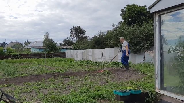 Сушим сено, посадка огурцов.