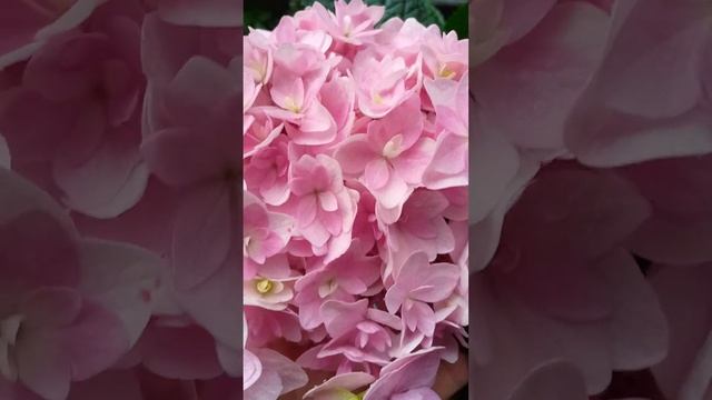 Серия Доппио 🌺 крупнолистная гортензия 💞 смотреть онлайн