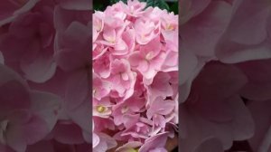 Серия Доппио 🌺 крупнолистная гортензия 💞