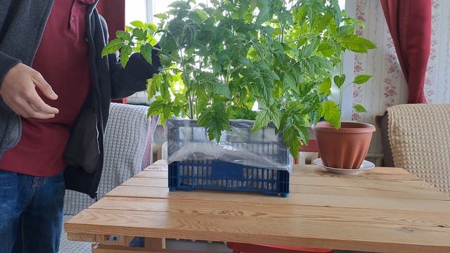 Обзор рассады | Перцам и Томатам 30 дней | Пермакультура