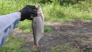 Рыбалка на Кубани! Летняя разведка! Клюёт или нет?!