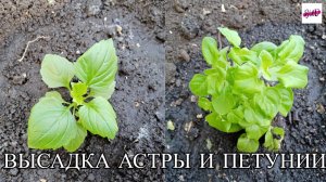 ВЫСАДКА РАССАДЫ АСТРЫ И ПЕТУНИИ В ОТКРЫТЫЙ ГРУНТ 2025.