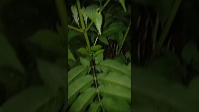 СКАЖИ СПАСИБО смотреть онлайн