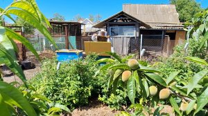 Вдвоём на 28 сотках | Богатый урожай клубники | Обновляем арку