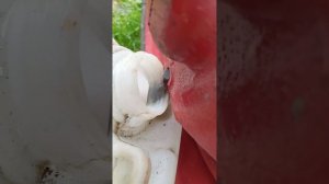 Замена масла в мотоблоке, Лифан