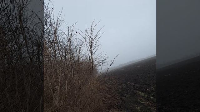 Тест навигатора для собак ARTELV