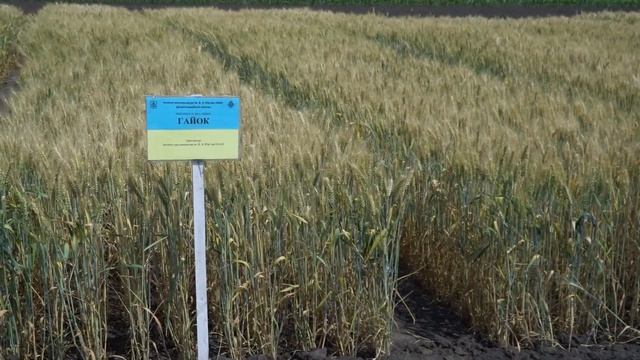 День Поля  2021 в Інституті рослинництва імені В.Я. Юр'єв?