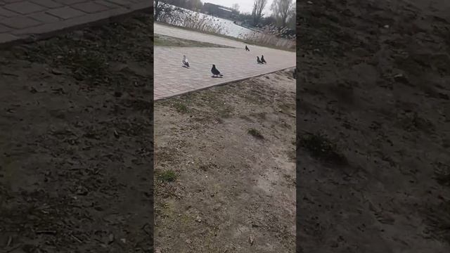 Космикс Варвар ТВ. Озеро Радунка.Голуби и Утки не голо?