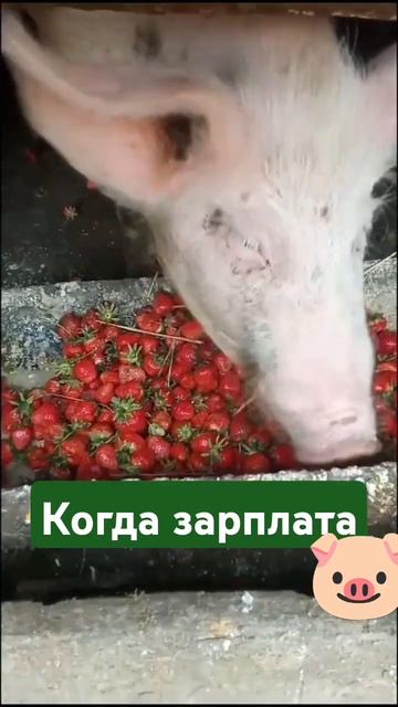 Сезон клубники 🍓