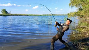 Гнут до воды! Такого клева еще не было! Не успеваю тягать сазанов! Рыбалка на сазана с берега.