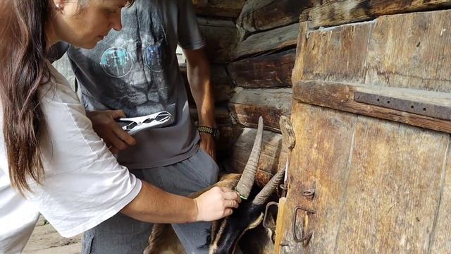 Наша новая помощница в строительстве забора бензопил? смотреть онлайн
