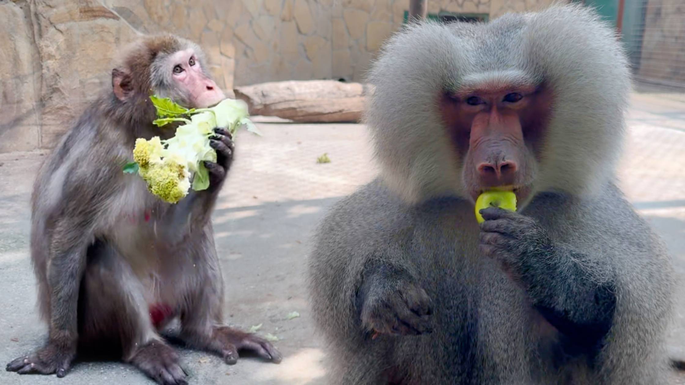 Зина ОТОБРАЛА ВЛАСТЬ! Рита на полусогнутых пришла за угощением! У Лиды и Елисея не получился ребенок смотреть онлайн