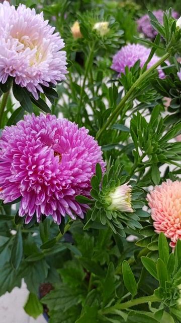 АСТРЫ ПРЕКРАСНО РАСТУТ В КАШПО!!! смотреть онлайн