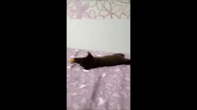 Позитивный малыш! Британский котенок из питомника!