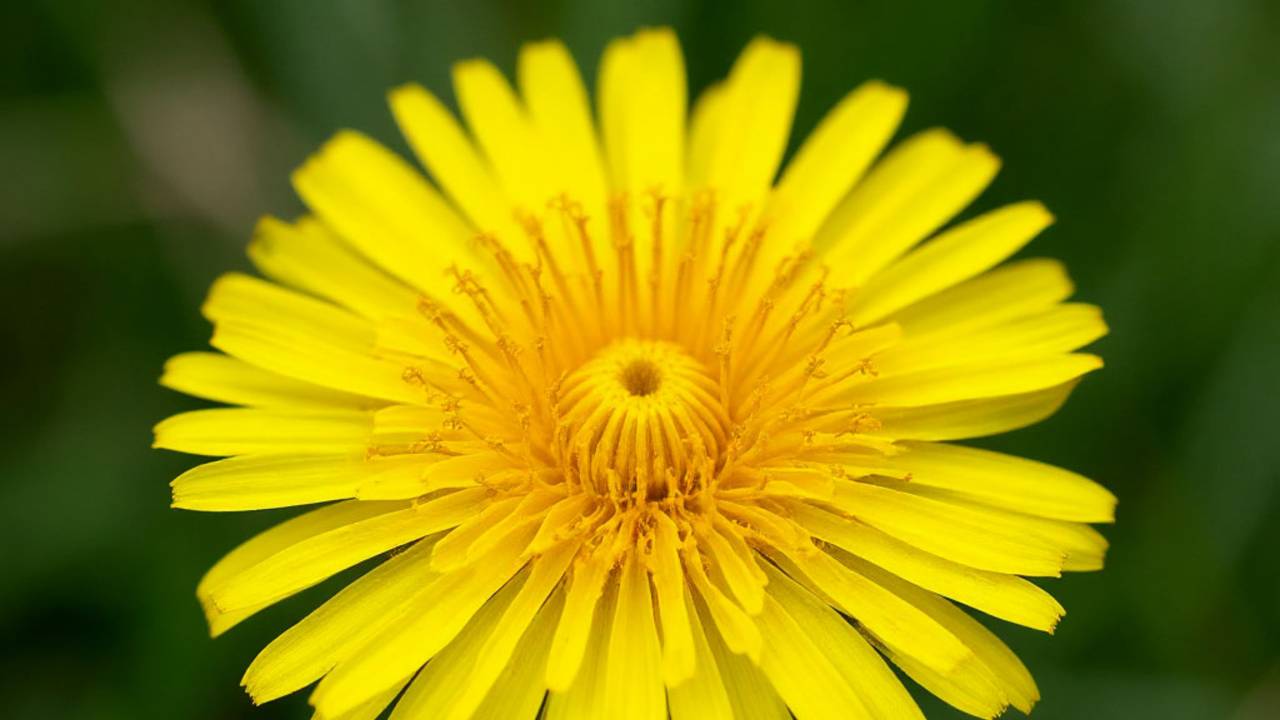 Лечение печени одуванчиком. смотреть онлайн